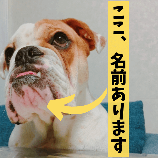 意外!ブルドッグのチャームポイント「タプタプのあご」にかっこいい名前があった!