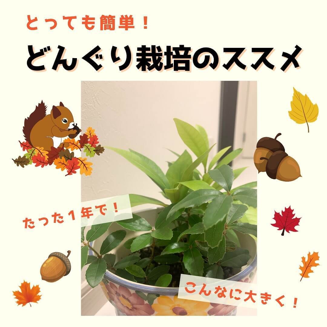 これ、絶対やってみて!拾った【どんぐり】は植えたら芽が出て観葉植物になるって知ってた?その生命力に親子で感動するよ♪