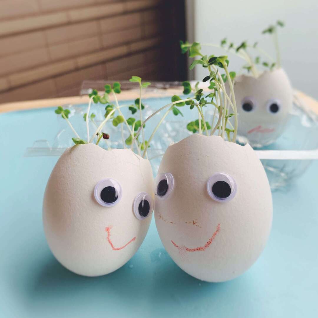 【簡単食育体験レポ】たった1週間で飽きずに楽しめる!世界で人気のスプラウト栽培に子どももワクワク♪