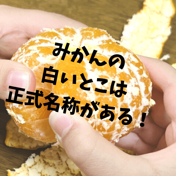 おぉ、みかんの皮の”白いふわふわ”の名前がパンチ効きすぎ!取らずに丸ごと食べちゃいたくなる豆知識