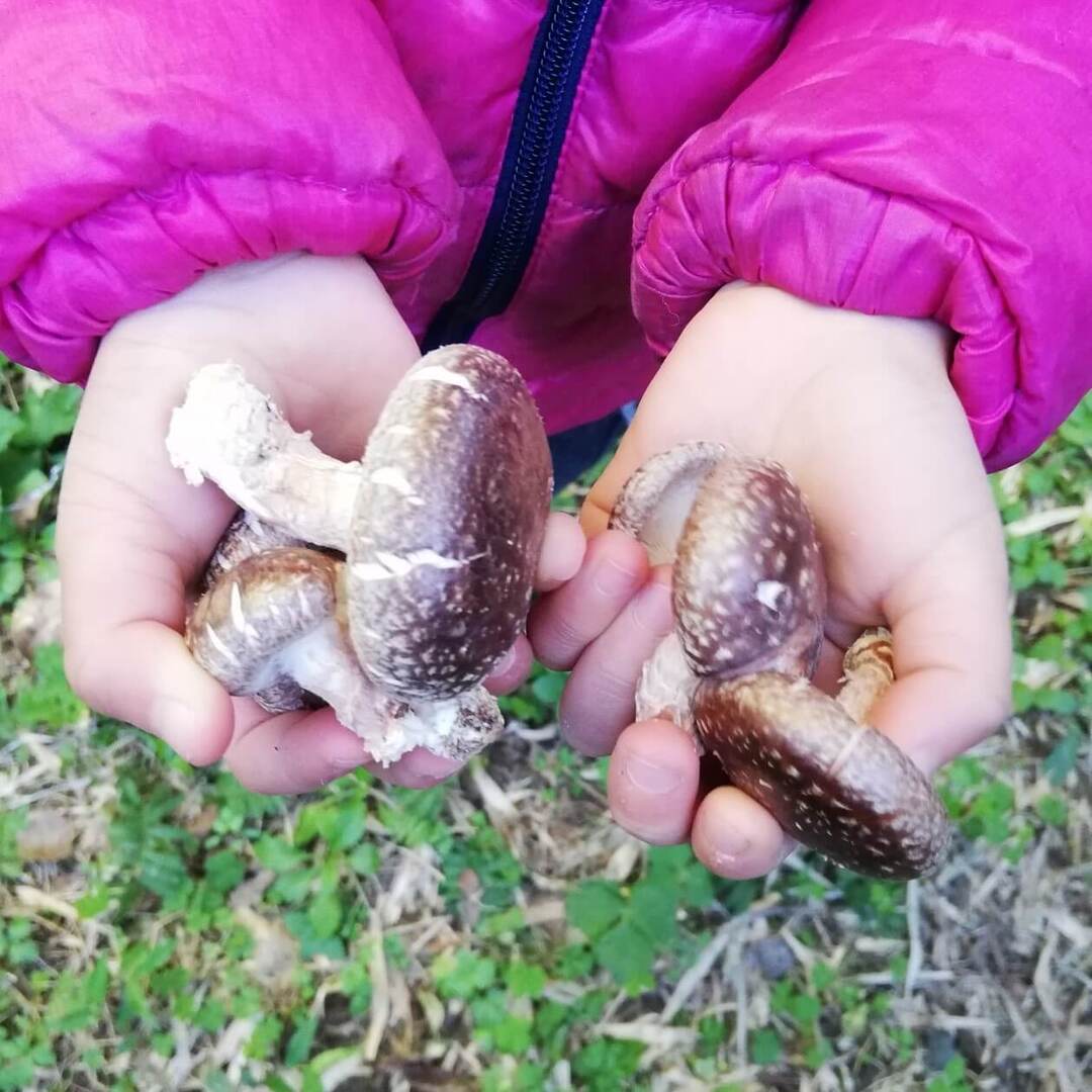 ふるさと納税で食育!きのこ、やさい、果物…育てておいしく食べる「栽培キットの返礼品」おすすめ10選