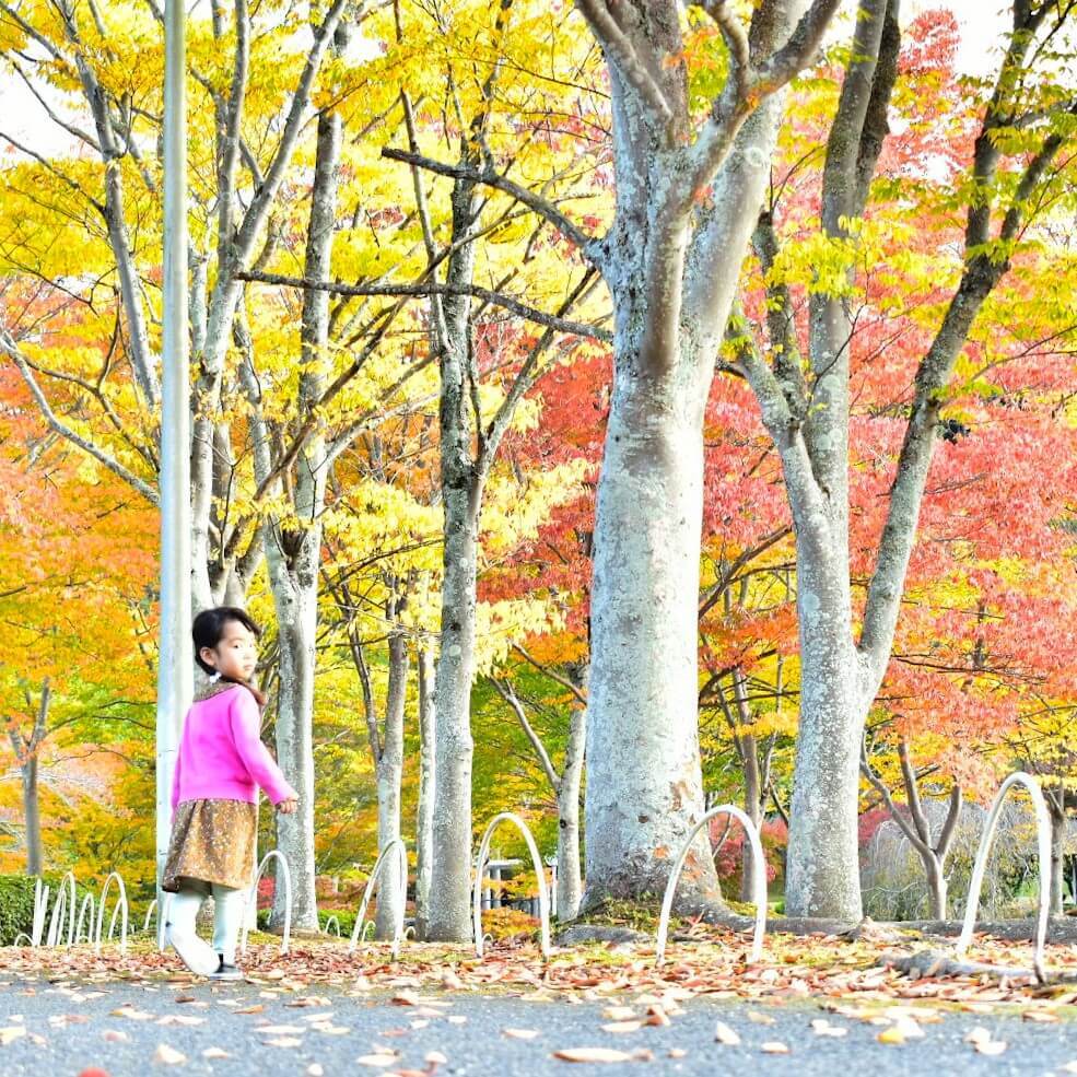 【紅葉のしくみをわかりやすく解説】どうして葉っぱが赤や黄色になるの?この秋、子どもと紅葉をとことん満喫する方法