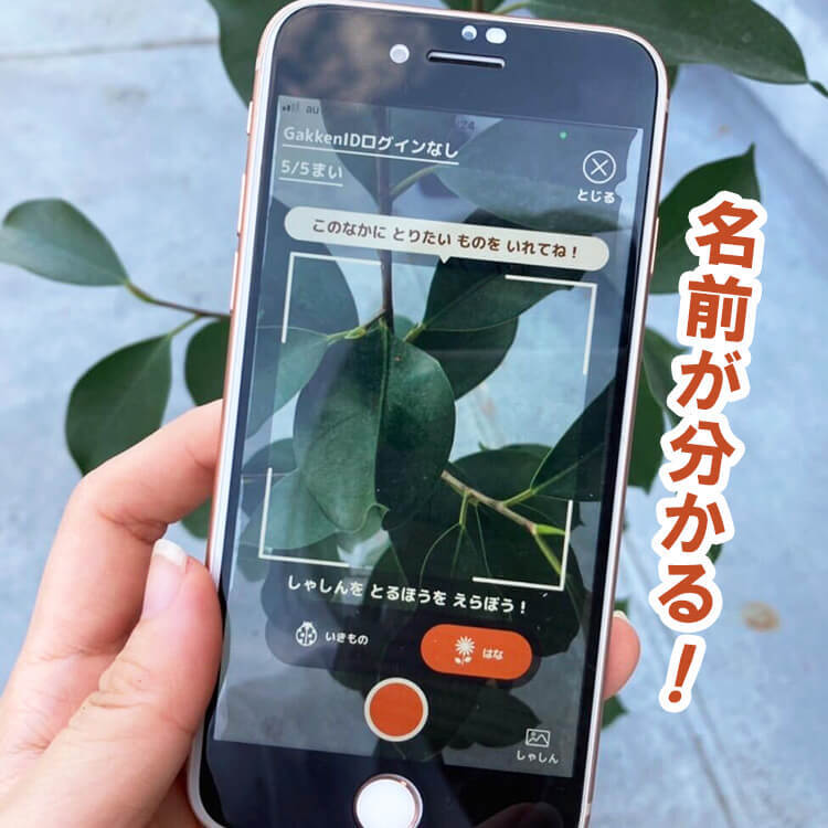 学研から出たAI図鑑アプリ『ナニコレンズ』が画期的!大人もドハマりの予感でとりあえず入れて損なし!