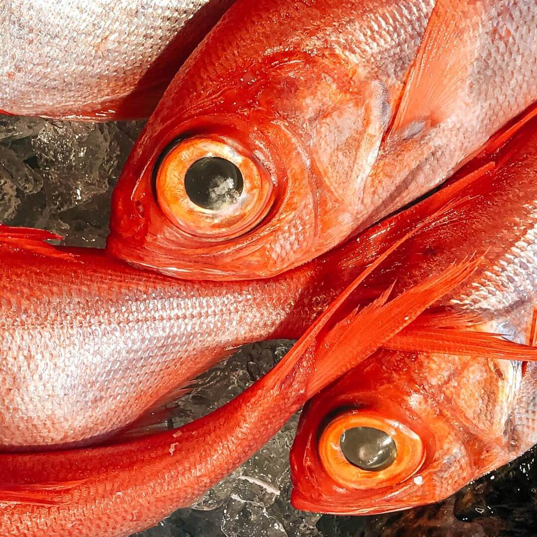 切り身でない魚、子どもに見せていますか?「生き物」が「食べ物」になるまでを学ぶ写真絵本