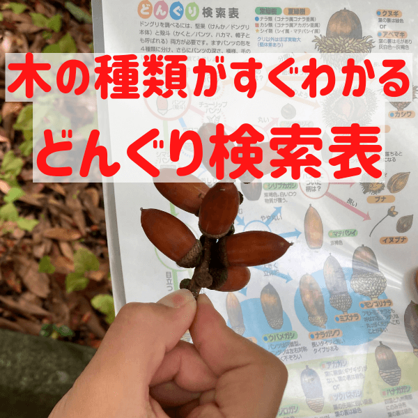 拾ったどんぐりを子どもが夢中で調べる【どんぐり検索表】の楽しさを全子育て家庭に伝えたい!秋のお散歩に活躍間違いなし♪
