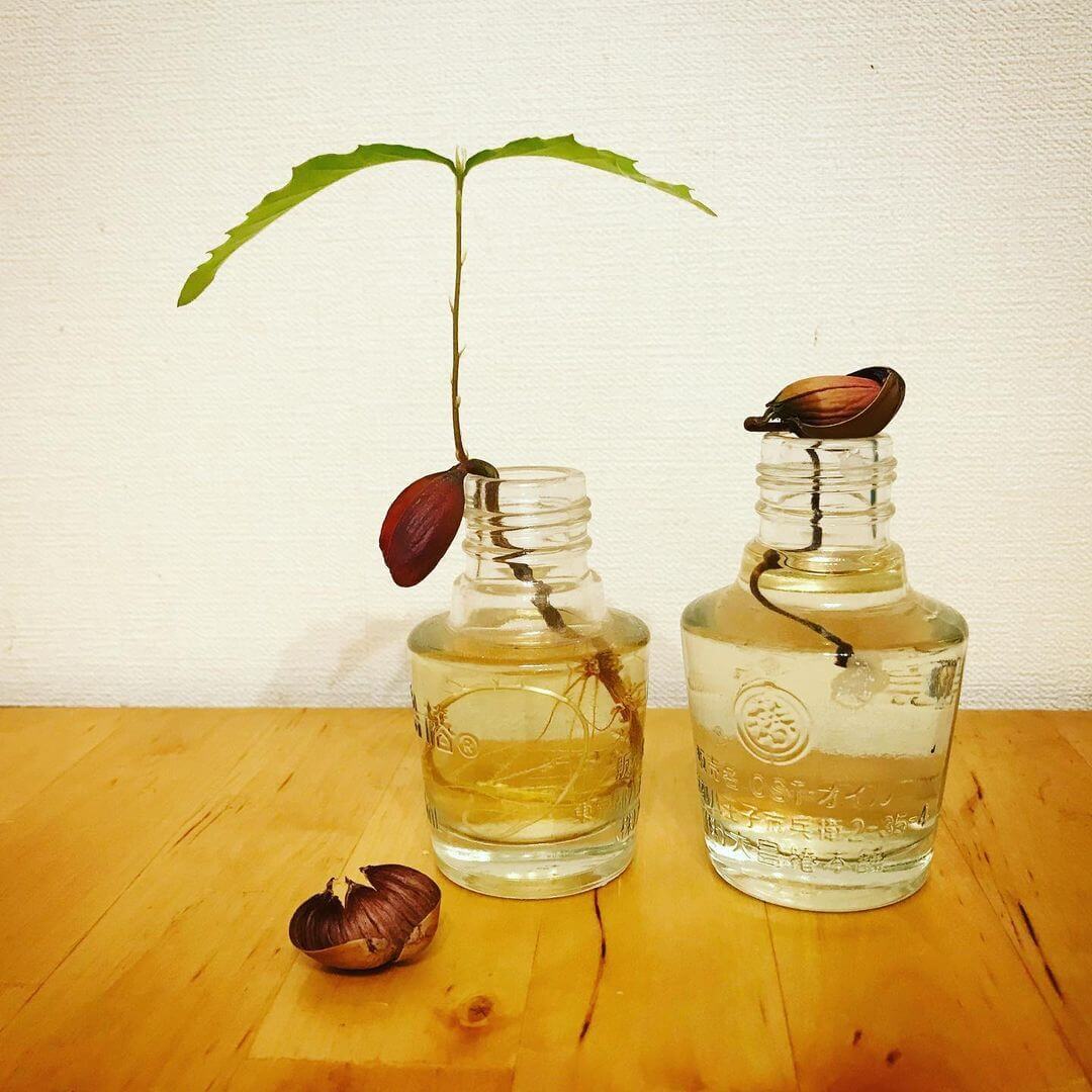 【紹介してスグ大反響】拾ったたった一粒のどんぐりは植木鉢や水耕栽培で育つんです!みんなの「#リボどんぐり」体験大公開♪